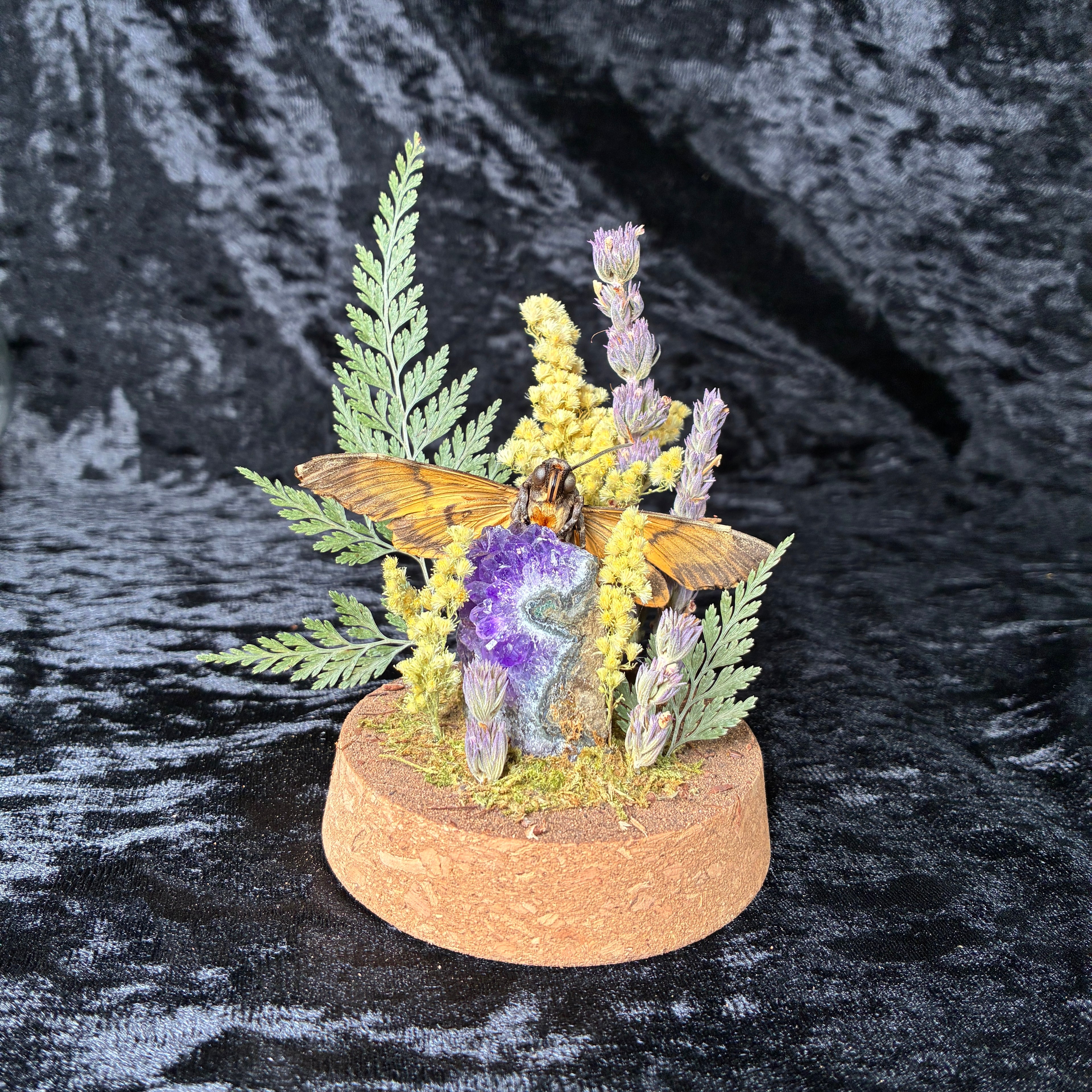 Death’s-head hawkmoth specimen dome