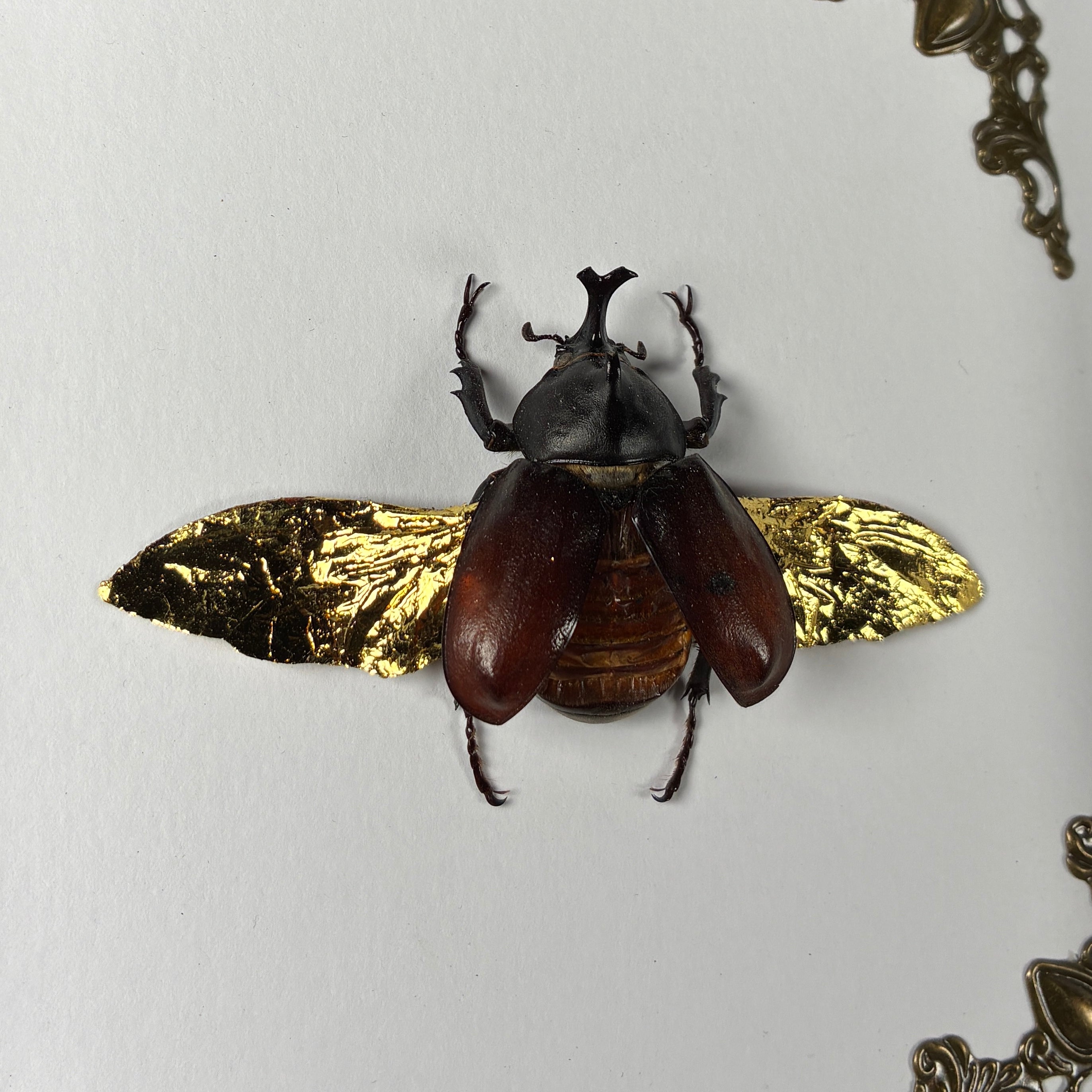 Rhino beetle specimen frame