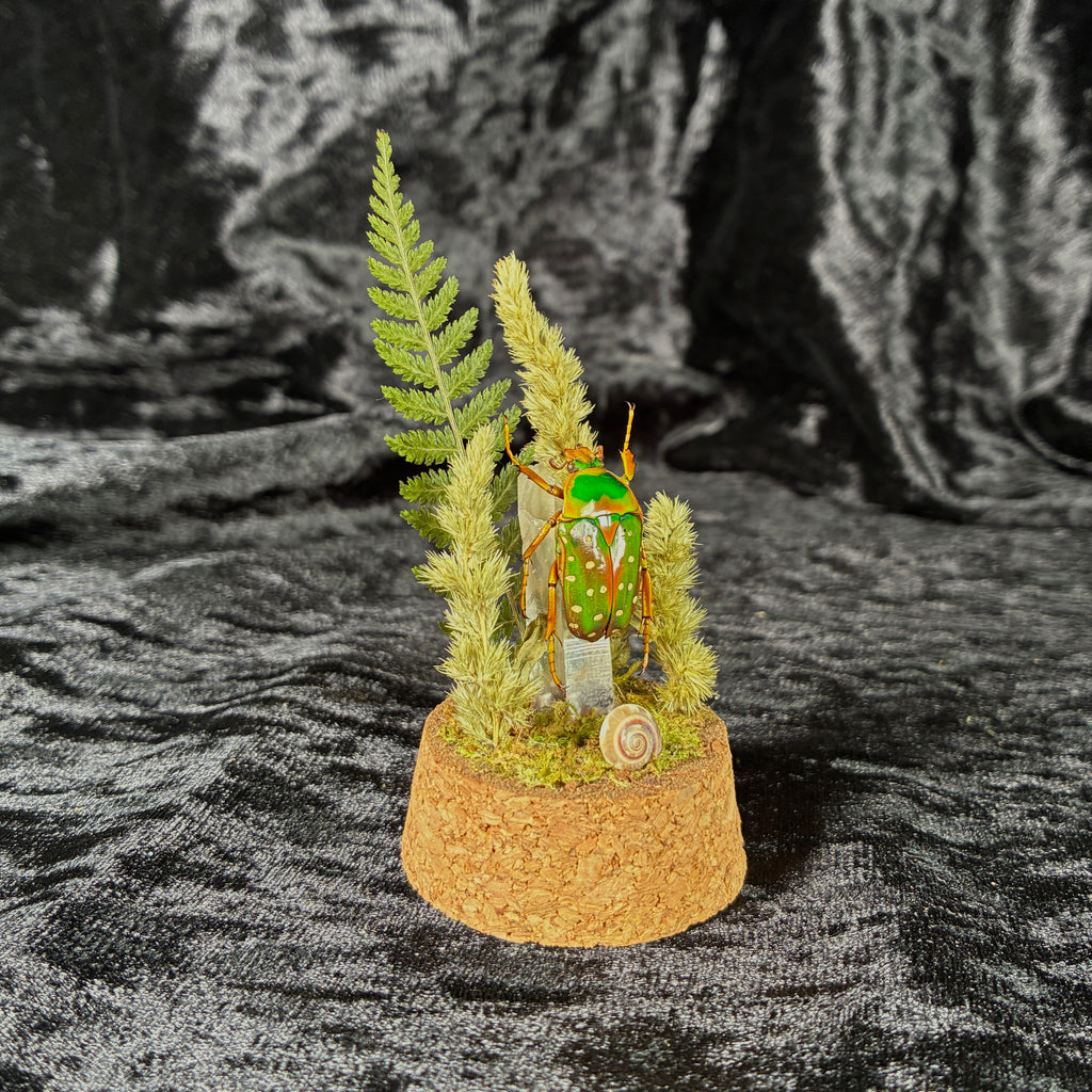 Spotted flower beetle specimen dome