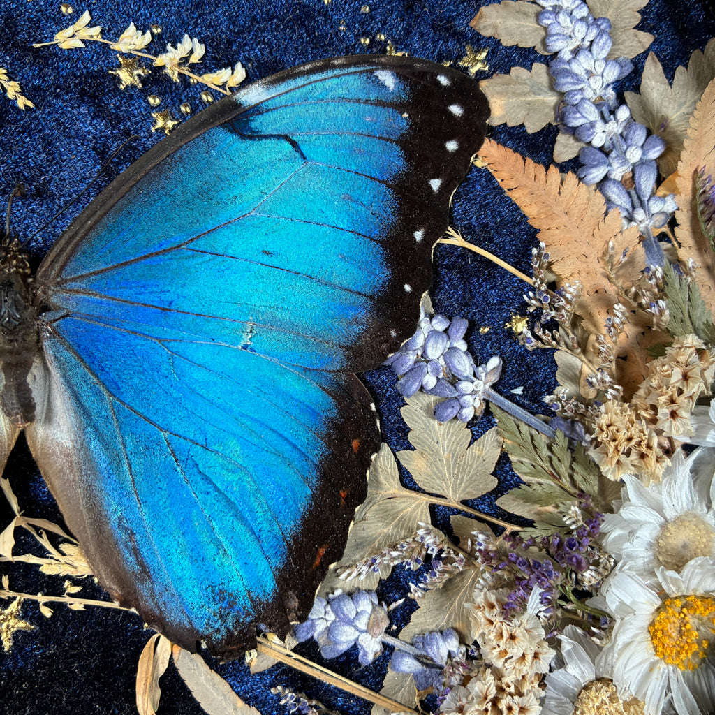 Blue Morpho butterfly frame