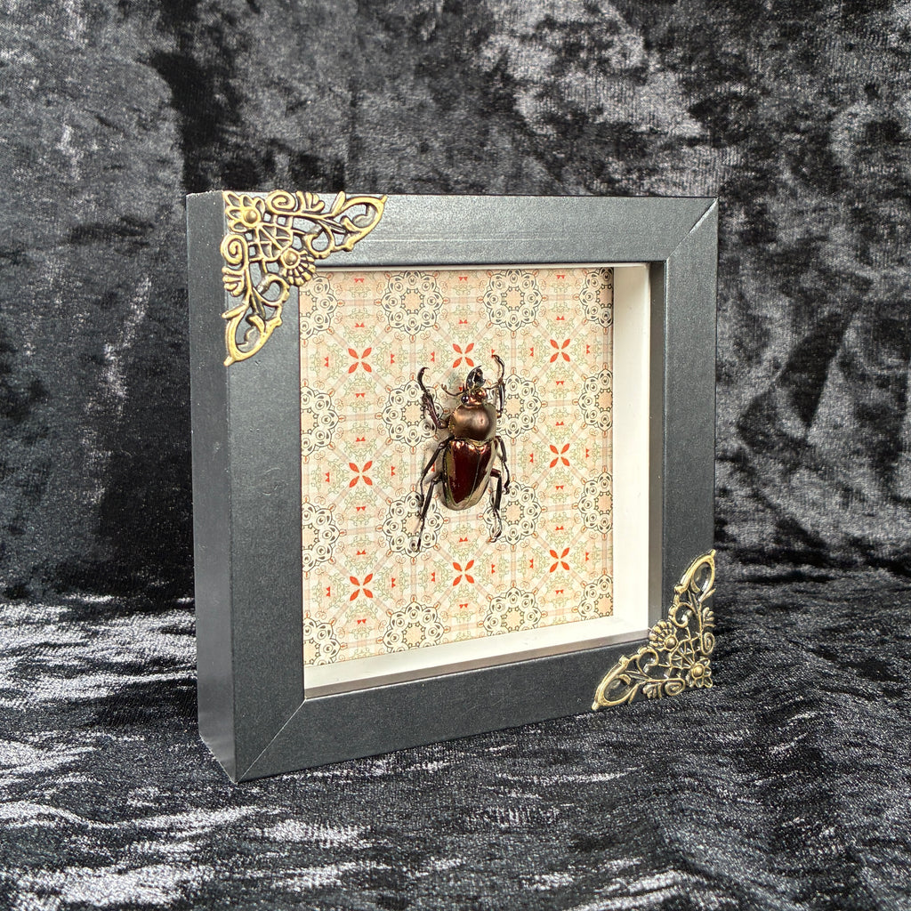 Rainbow stag beetle specimen frame
