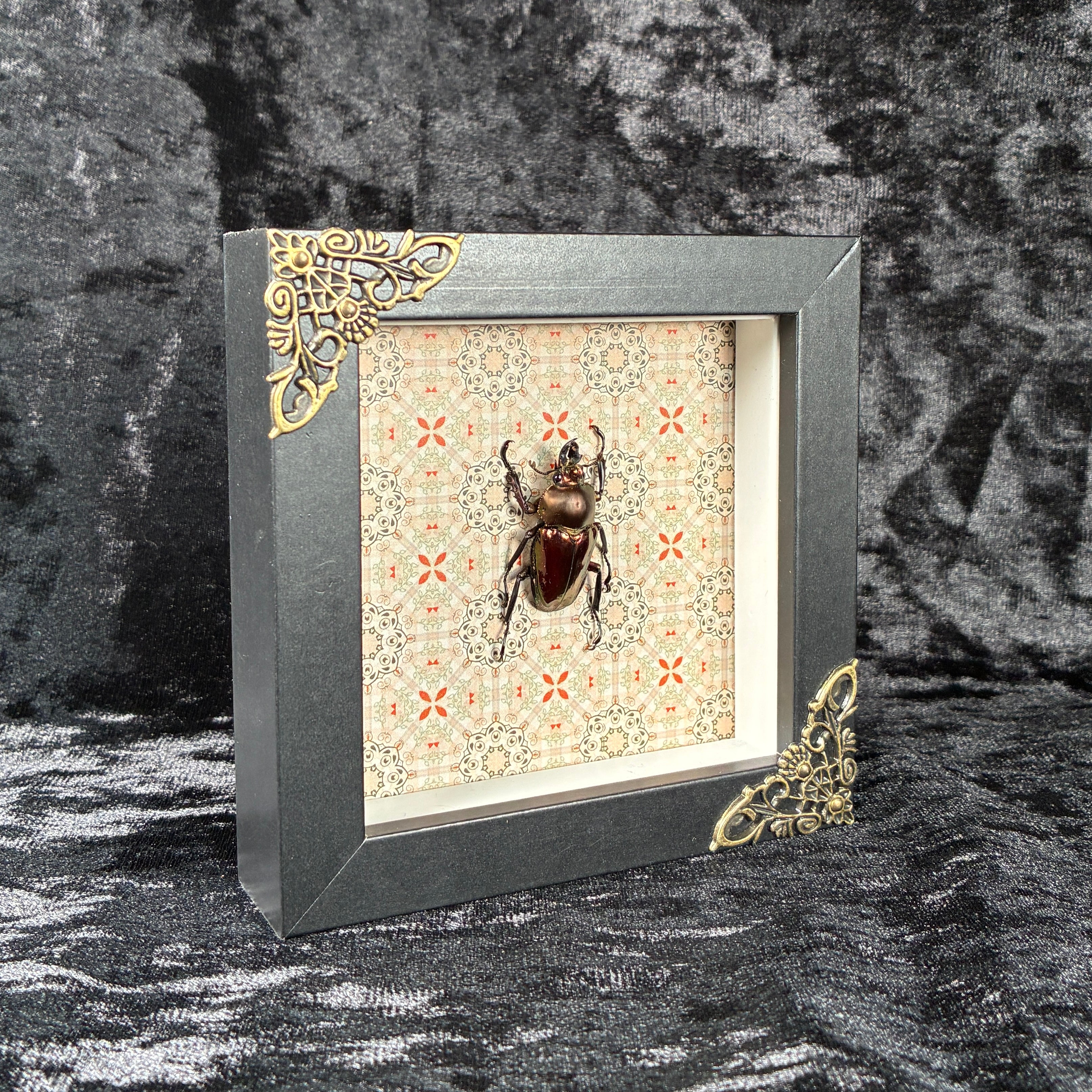 Rainbow stag beetle specimen frame