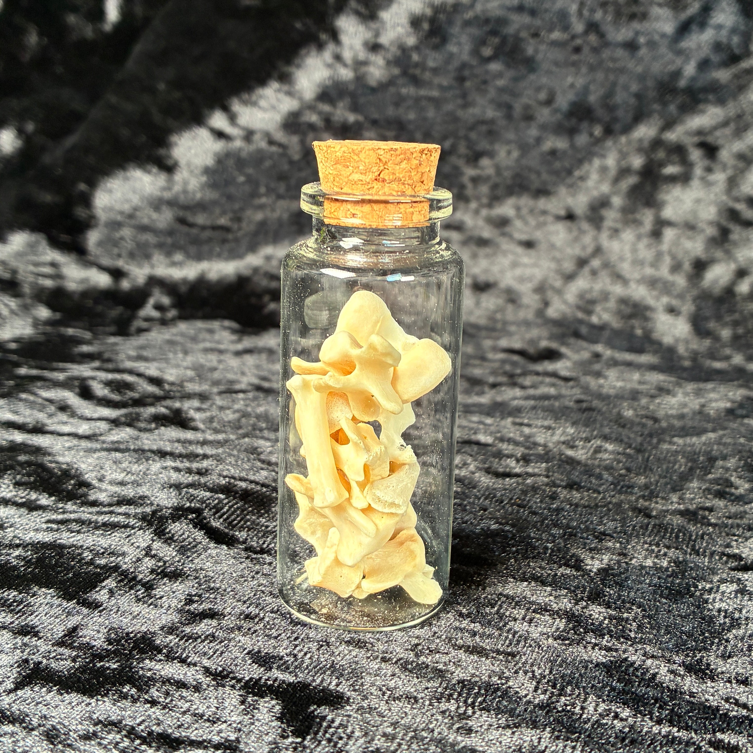 Oddity jar bundle, curio & specimen vials