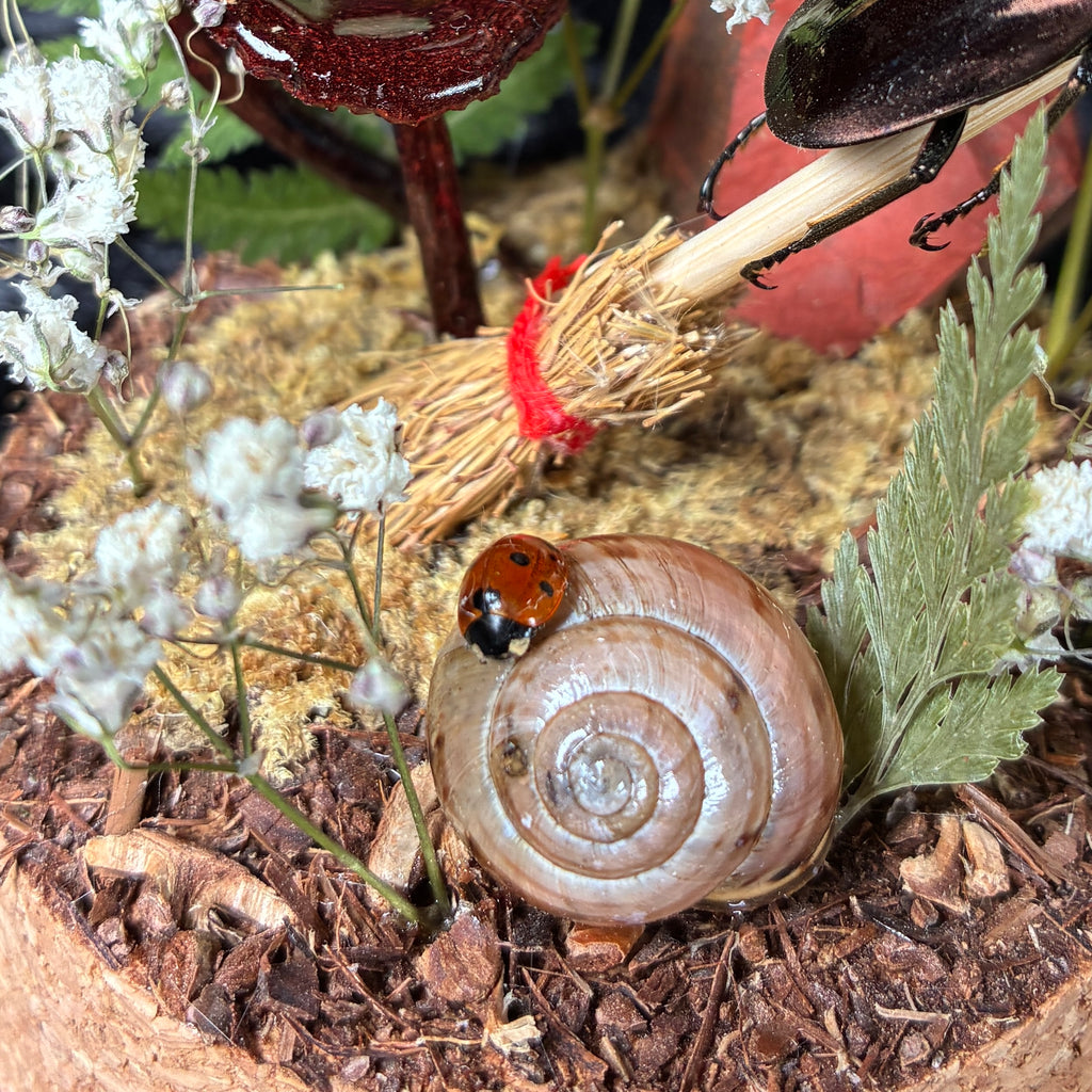 Metallic stag beetle specimen dome