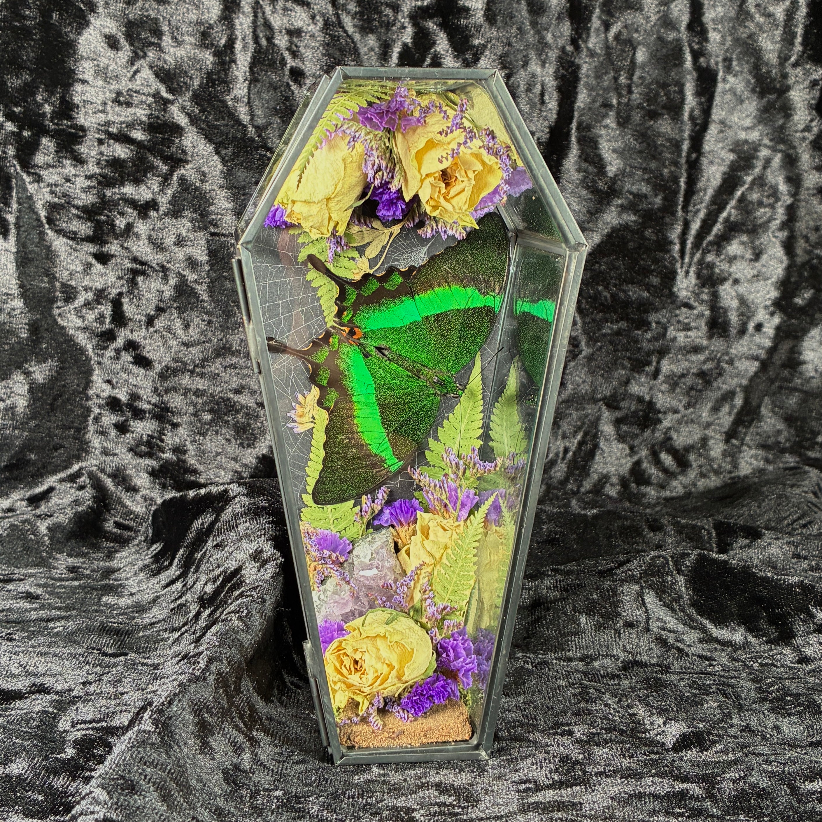 Emerald swallowtail butterfly coffin display