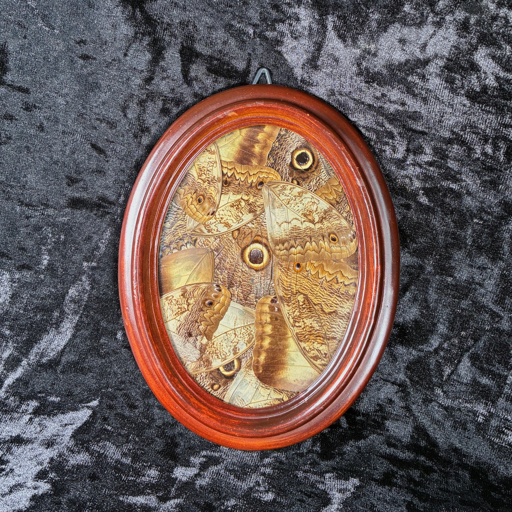 Owl butterfly wing collage frame