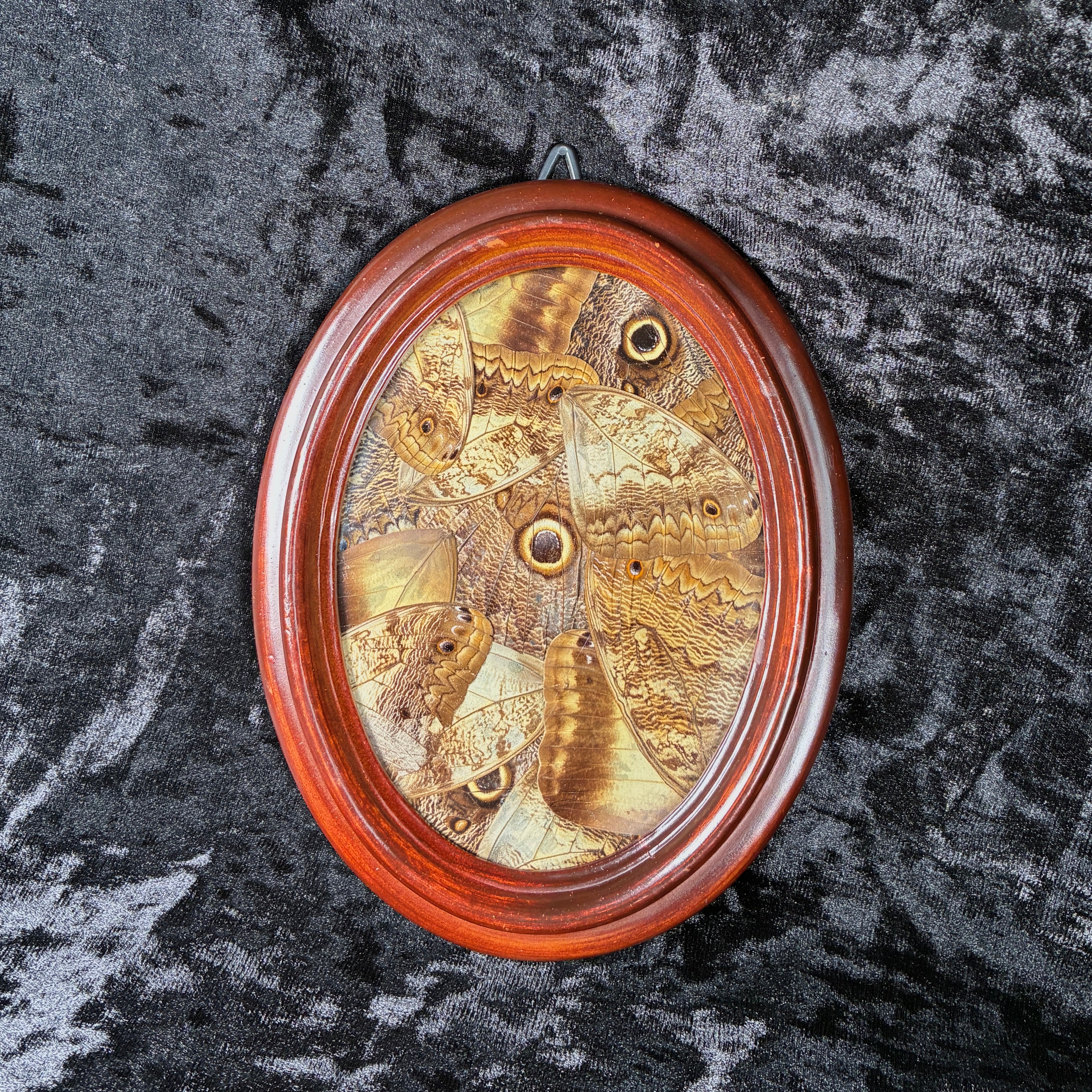 Owl butterfly wing collage frame