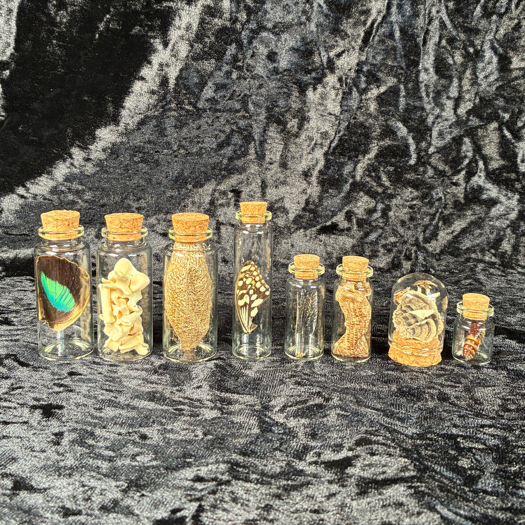Oddity jar bundle, curio & specimen vials