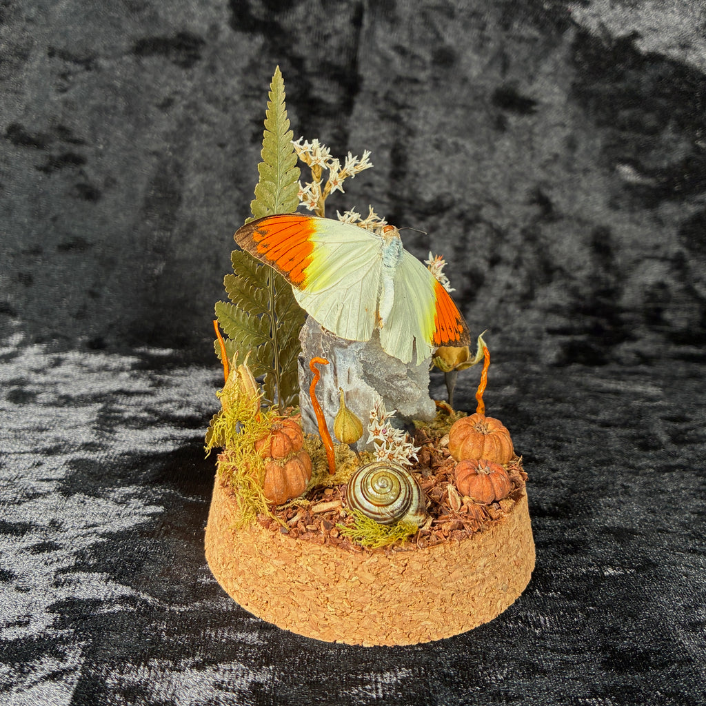 Orange tip butterfly specimen dome