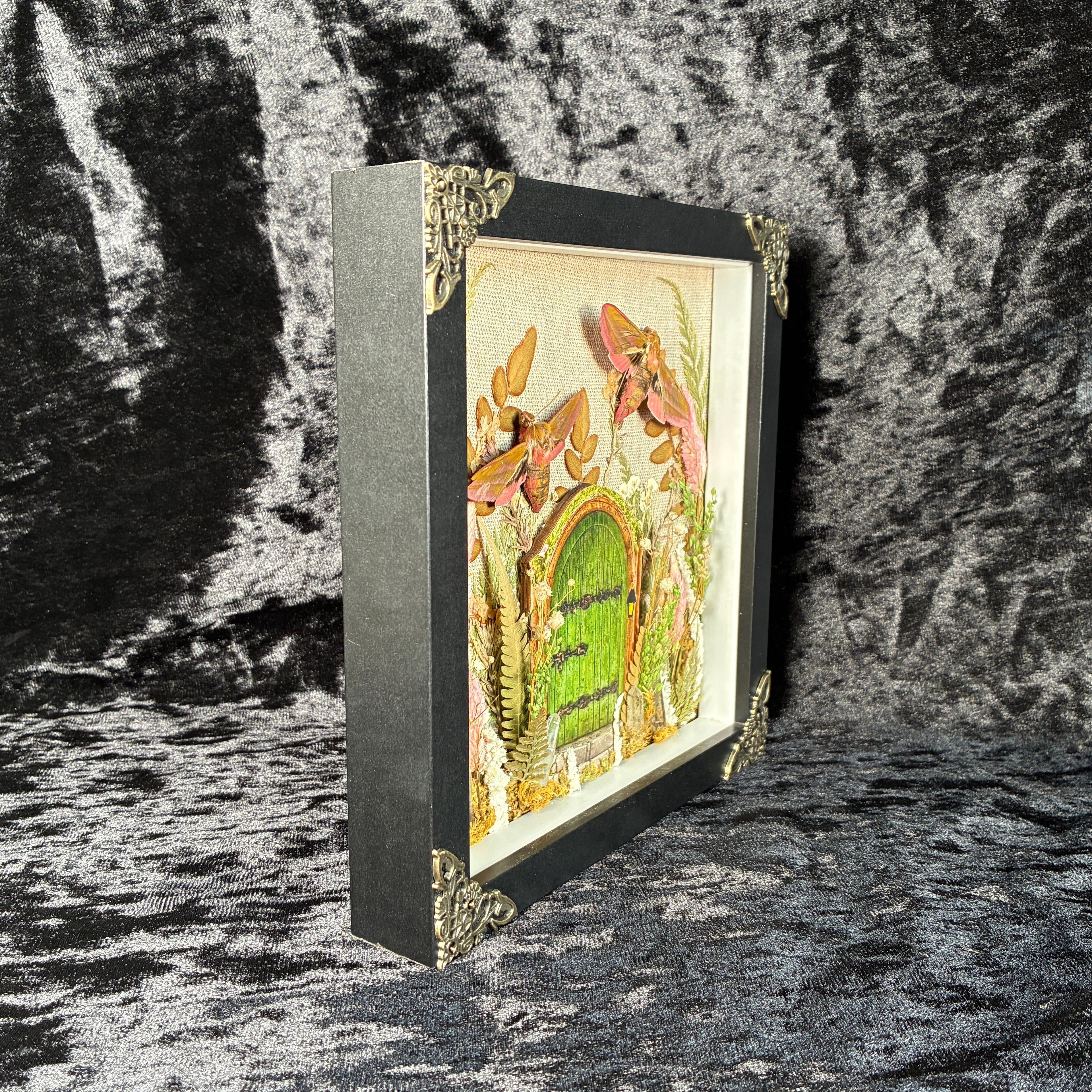 Elephant hawk moth specimen frame