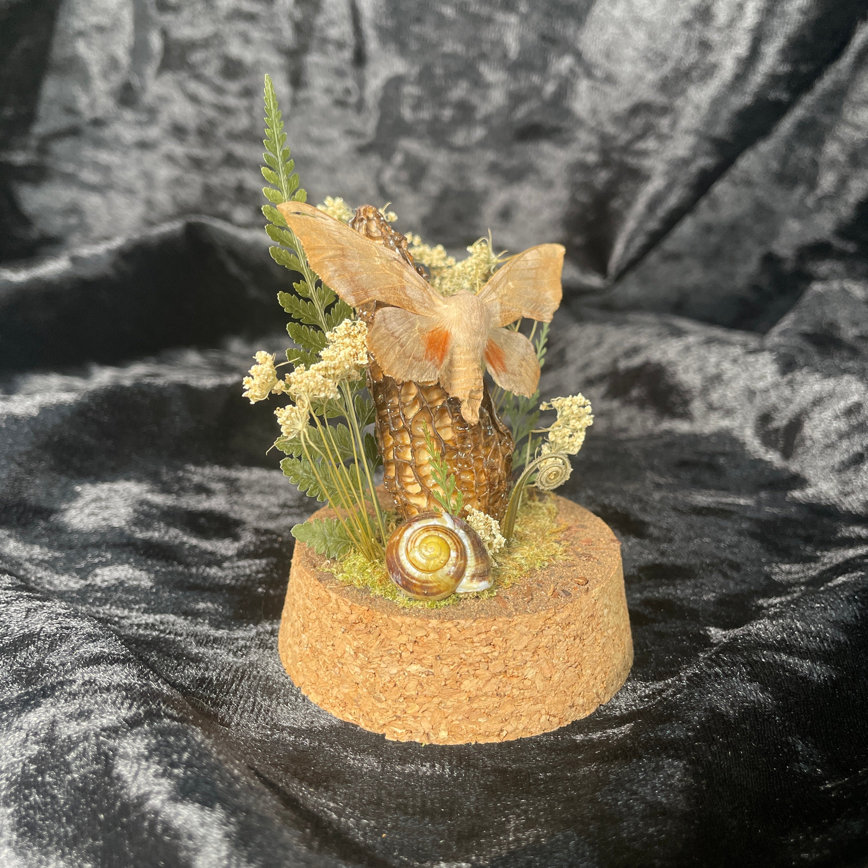 Hawkmoth specimen dome