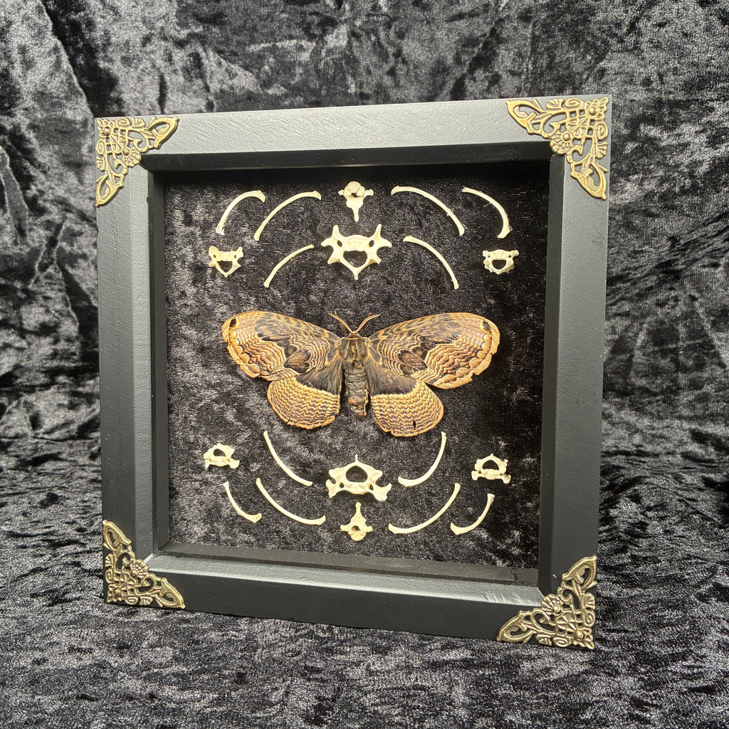 Owl moth & bone frame