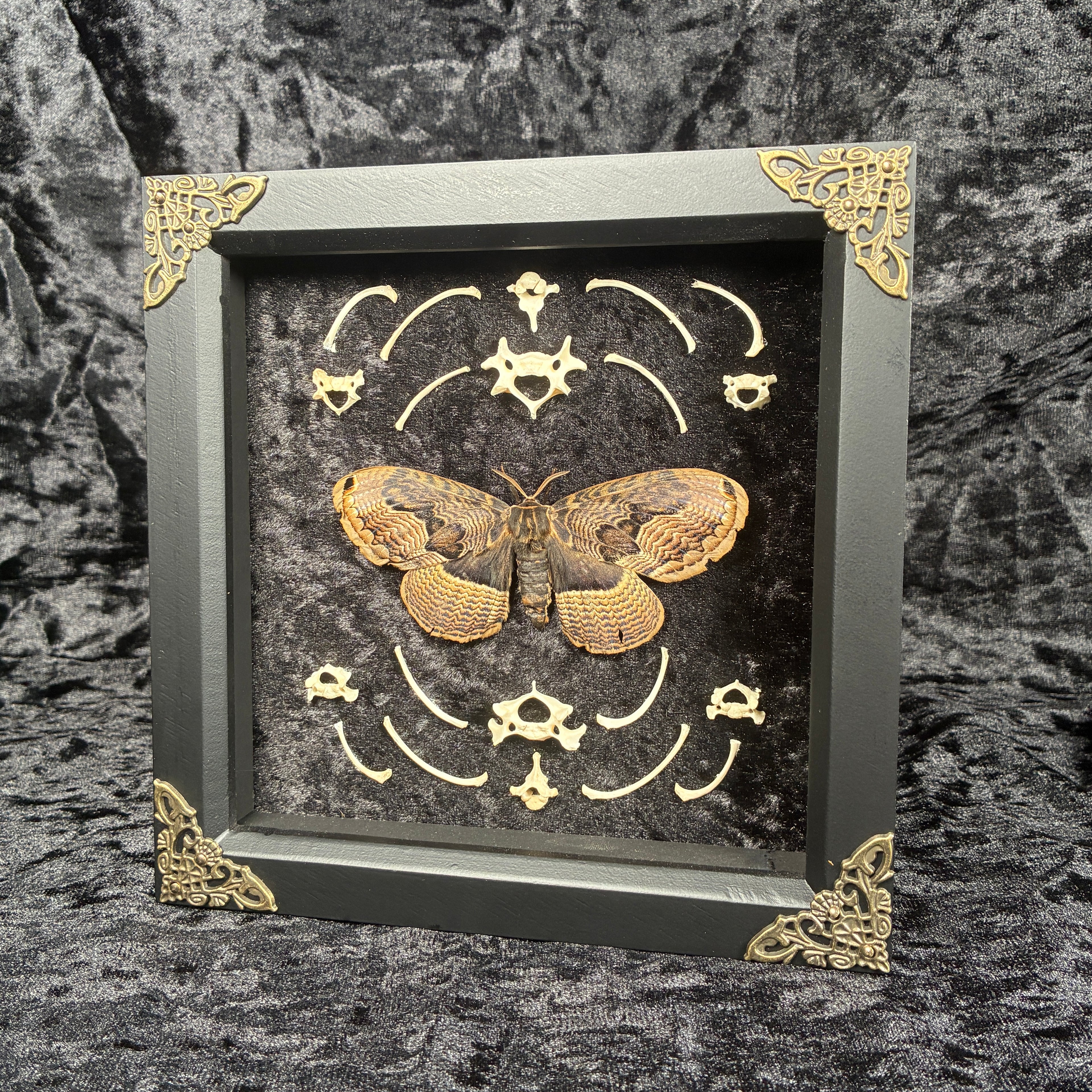 Owl moth & bone frame