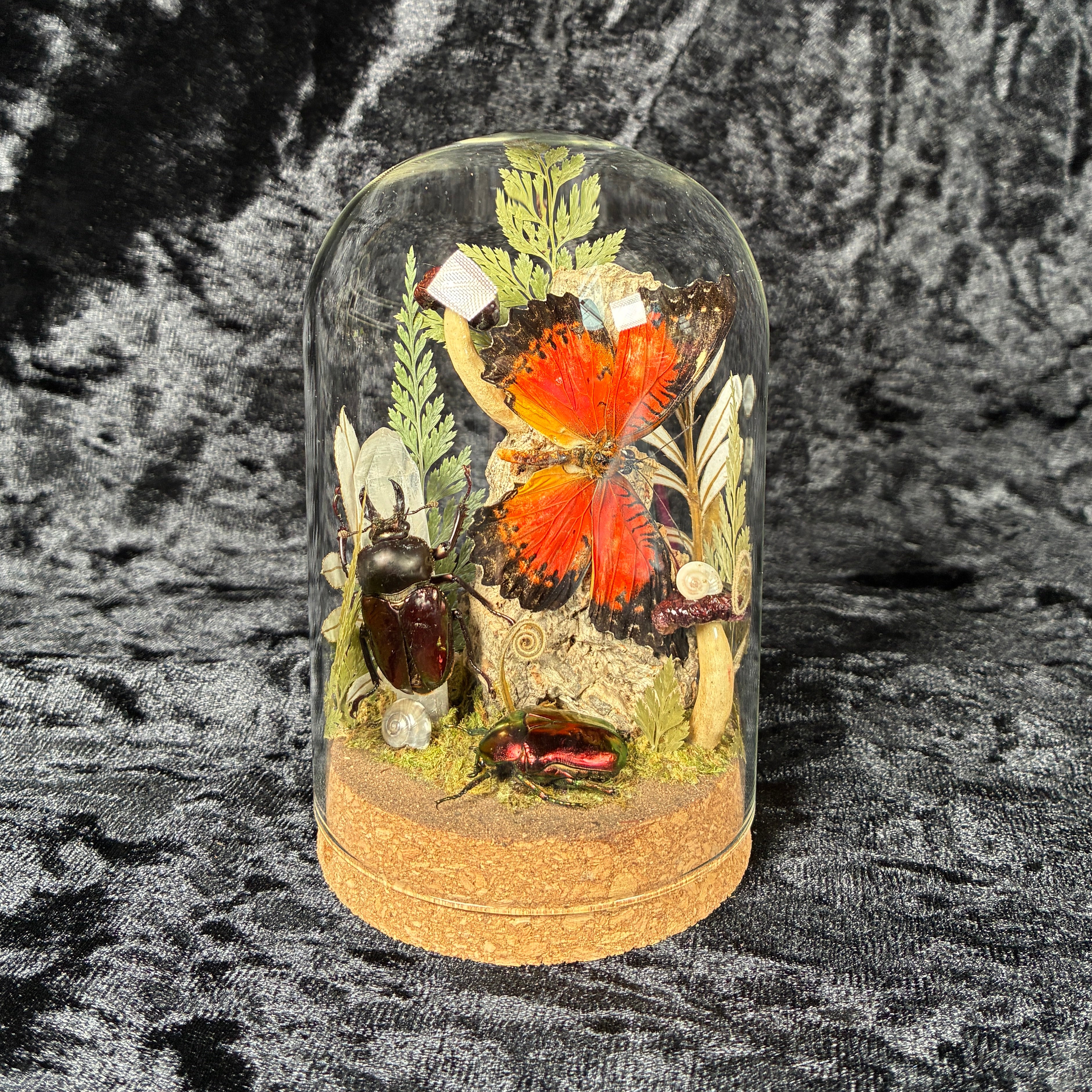 Butterfly, beetle & fungi dome