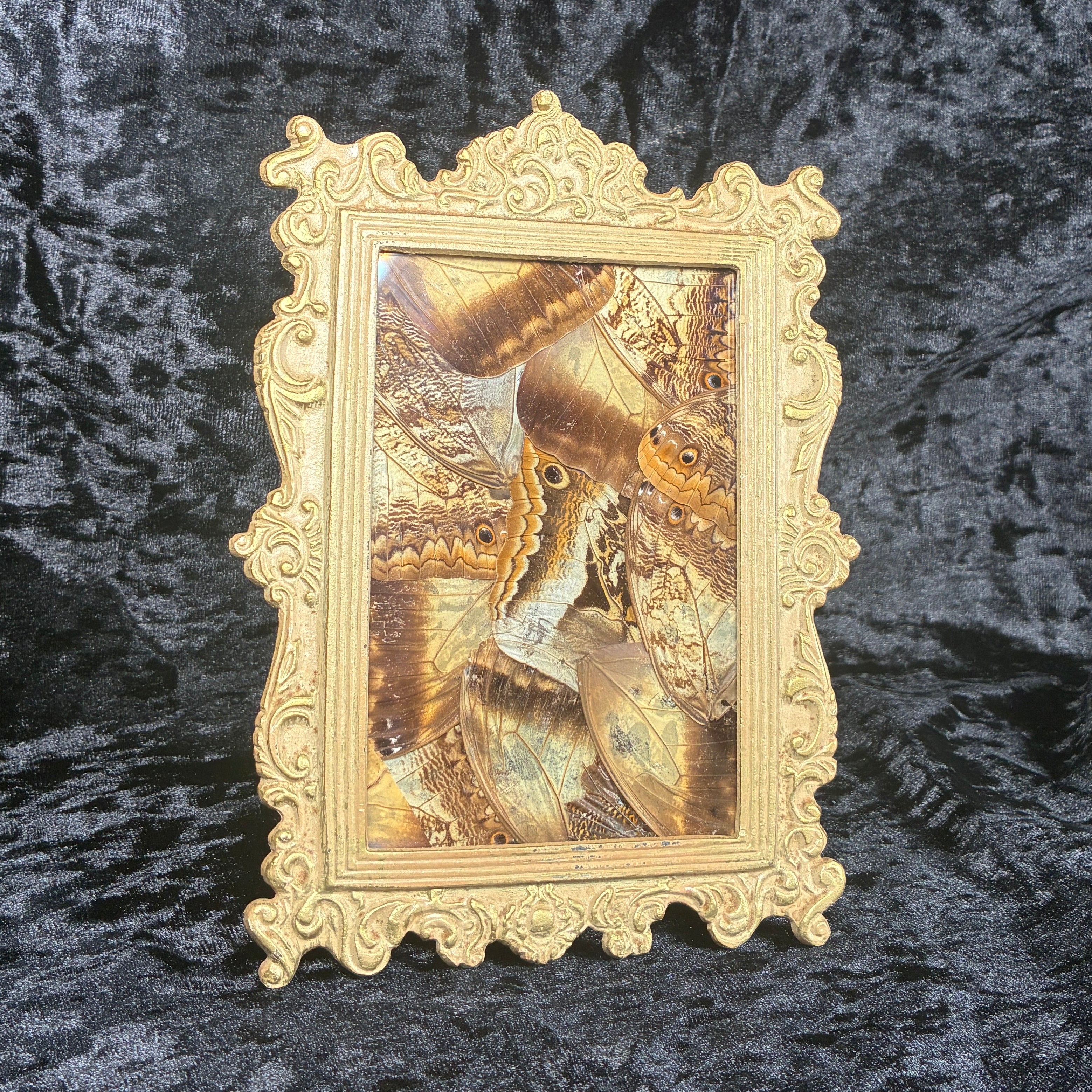 Owl butterfly wing collage frame