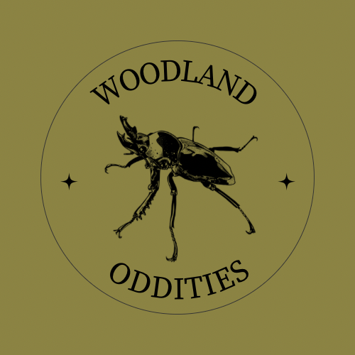 Woodland Oddities 